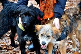 portrait of black and spotted dogs with a host