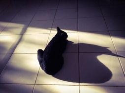 beautiful Cat with the Shadow