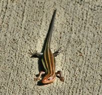brown tailed skink in wildlife