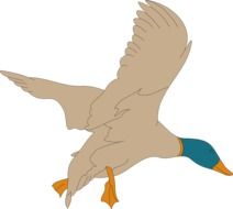 mallard as a graphic image