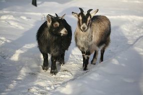 Goats walking on a snow