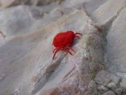 Red Bug Insect