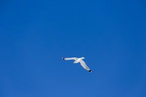 white seagull flies under the sky