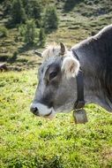 gray cow in a meadow in australia