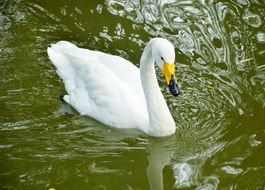 white swan in a dark green pond