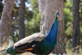 Peacock beneath tree