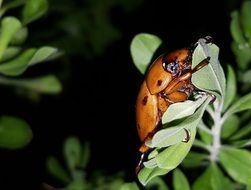 grapevine beetle at night