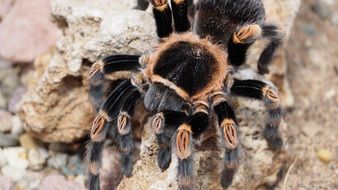 carnivorous tarantula