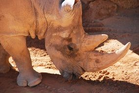 Brown Rhinoceros