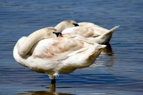 Two white swans in the water