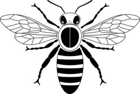 Ä°llustration of Colourless honey bee