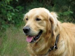 portrait of a golden retriever on green grass