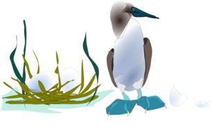 seabird near the nest with eggs as a graphic image