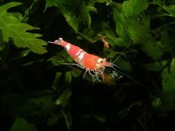 Shrimp in the aquarium