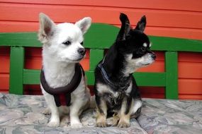 Dogs Chihuahua black and white