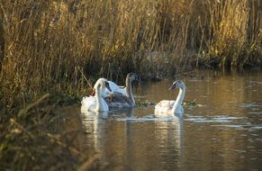 swans swim in the lake near the shore