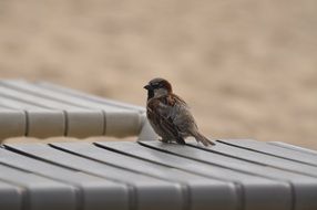 wild sparrow is sitting on a bench