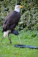 Bald Eagle on a perch