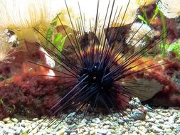 black sea urchin at the bottom of the sea