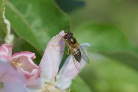 macro photo of Mucha Insect on blossom