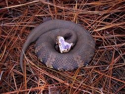 snake with open mouth