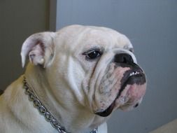 english Bulldog Dog