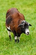 domestic Brown goat in Countryside