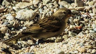 sparrow in nature