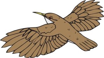 Brown Bird drawing