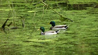Beautiful and colorful Ducks in the green water