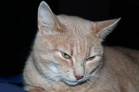 Cute orange and white cat