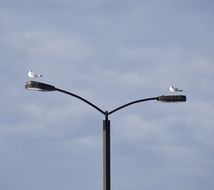 seagulls sitting on the street lamps