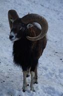 mouflon in winter fur on the snows