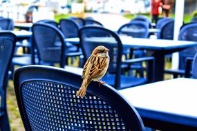 sparrow on a blue chair in a street cafe