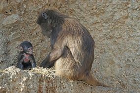 Dschelada Monkey family portrait