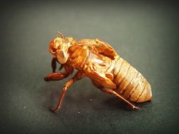 orange insect on a dark surface