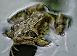 frog on a pond close up
