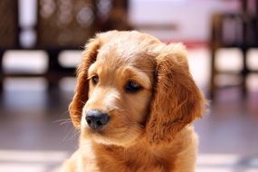 brown puppy on blurry background