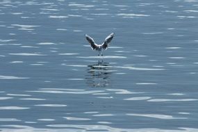 the seagull takes off over the clear blue lake