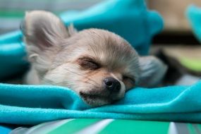 Chihuahua puppy fell asleep