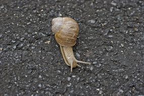 snail crawling on the stone