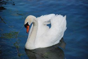 swan looks at the water