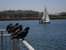 pigeons perched near the sea
