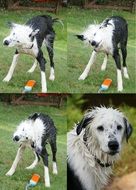 collage of spotted black and white dog