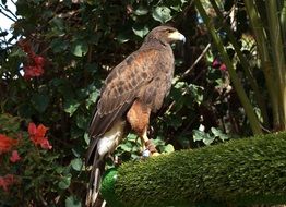beautiful Parabuteo Unicinctus on the tree with colorful flowers background
