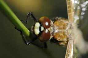 gorgeous beauty Dragonfly Macro photo