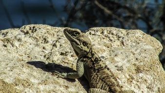 portrait of relaxing lizard in cyprus