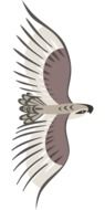 Eagle Bird Flying drawing