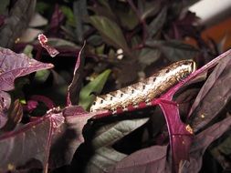 winch hawk moth