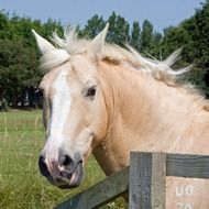 Portrait of horse